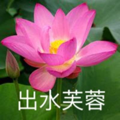 迷你世界梦歌爱丽丝版官方版本下载